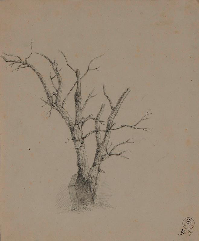 Mořic (Mauritz) Vilém Trapp - studie stromu